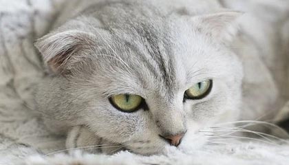 中超季末战术演变，各队争顶的棋局变化